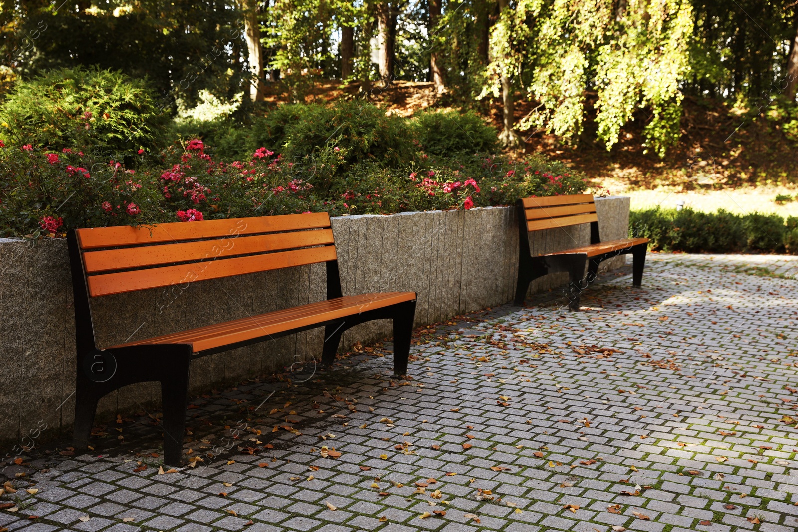 Photo of Wooden benches in beautiful park on sunny day