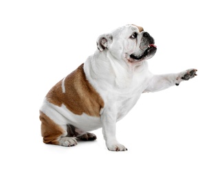 Adorable English bulldog giving paw on white background