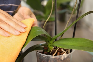 Photo of Woman taking care of orchid plant on window sill, closeup