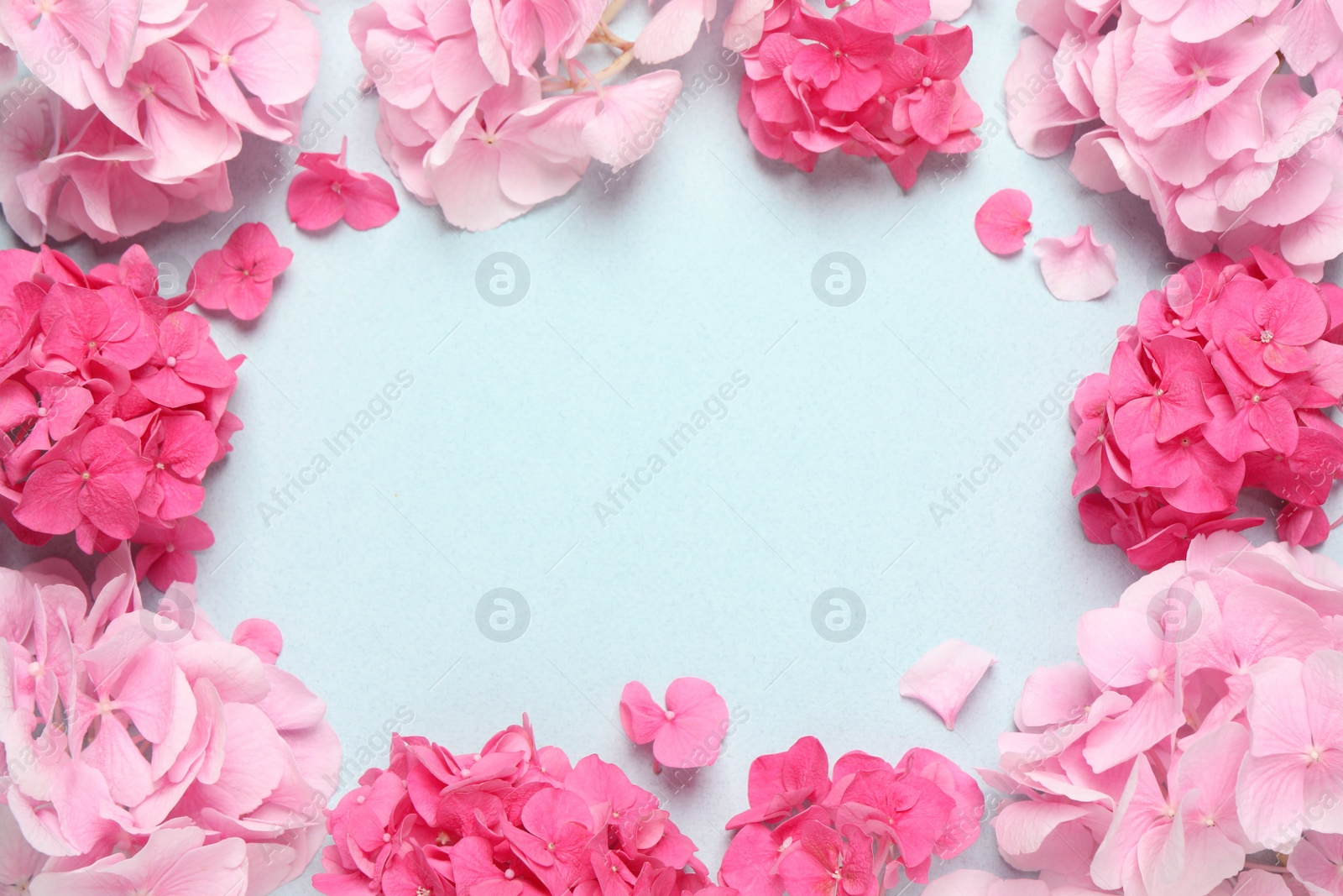 Photo of Frame of beautiful hortensia flowers on pale light blue background, flat lay. Space for text