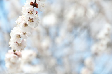 Photo of Beautiful apricot tree branch with tiny tender flowers outdoors, space for text. Awesome spring blossom