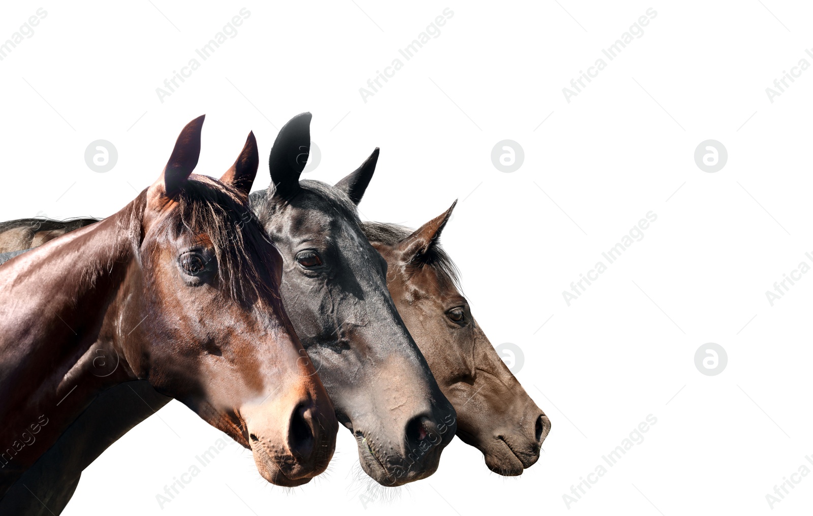 Image of Beautiful pet horses on white background, closeup view