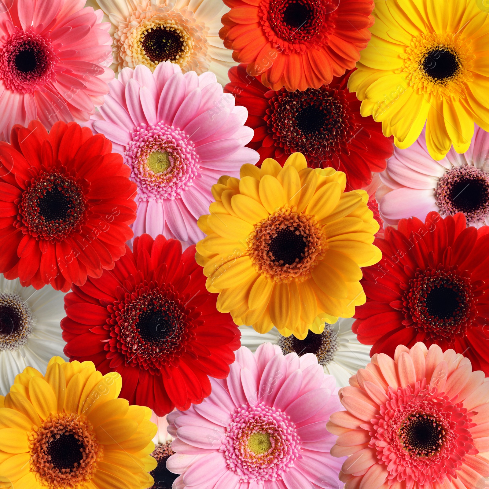 Image of Many different beautiful gerbera flowers as background