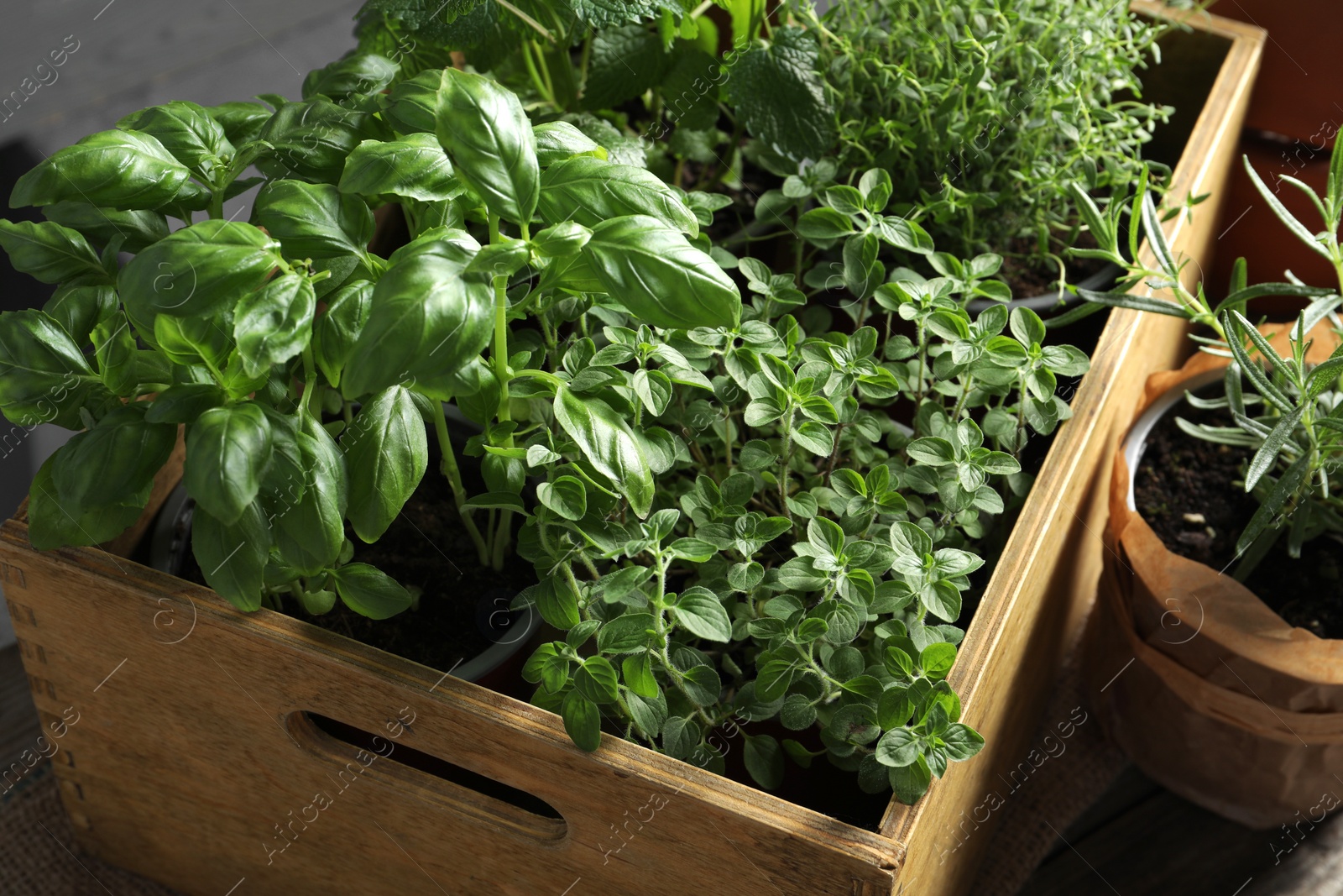 Photo of Different aromatic potted herbs in wooden crate, closeup