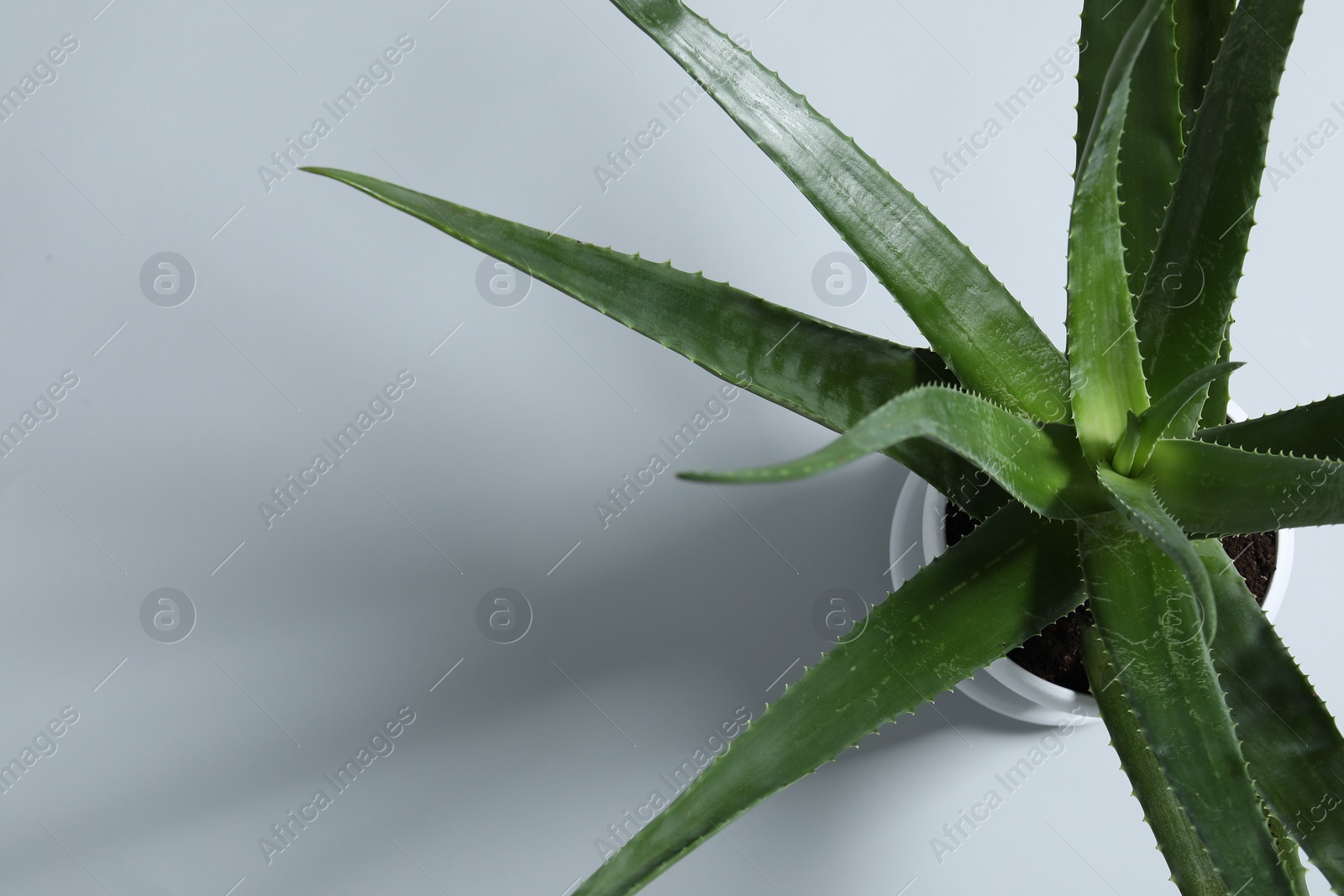 Photo of Green aloe vera plant on light gray background, top view. Space for text