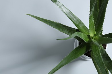 Green aloe vera plant on light gray background, top view. Space for text