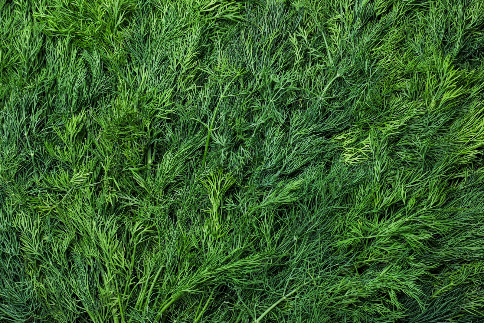 Photo of Green fresh dill as background, top view