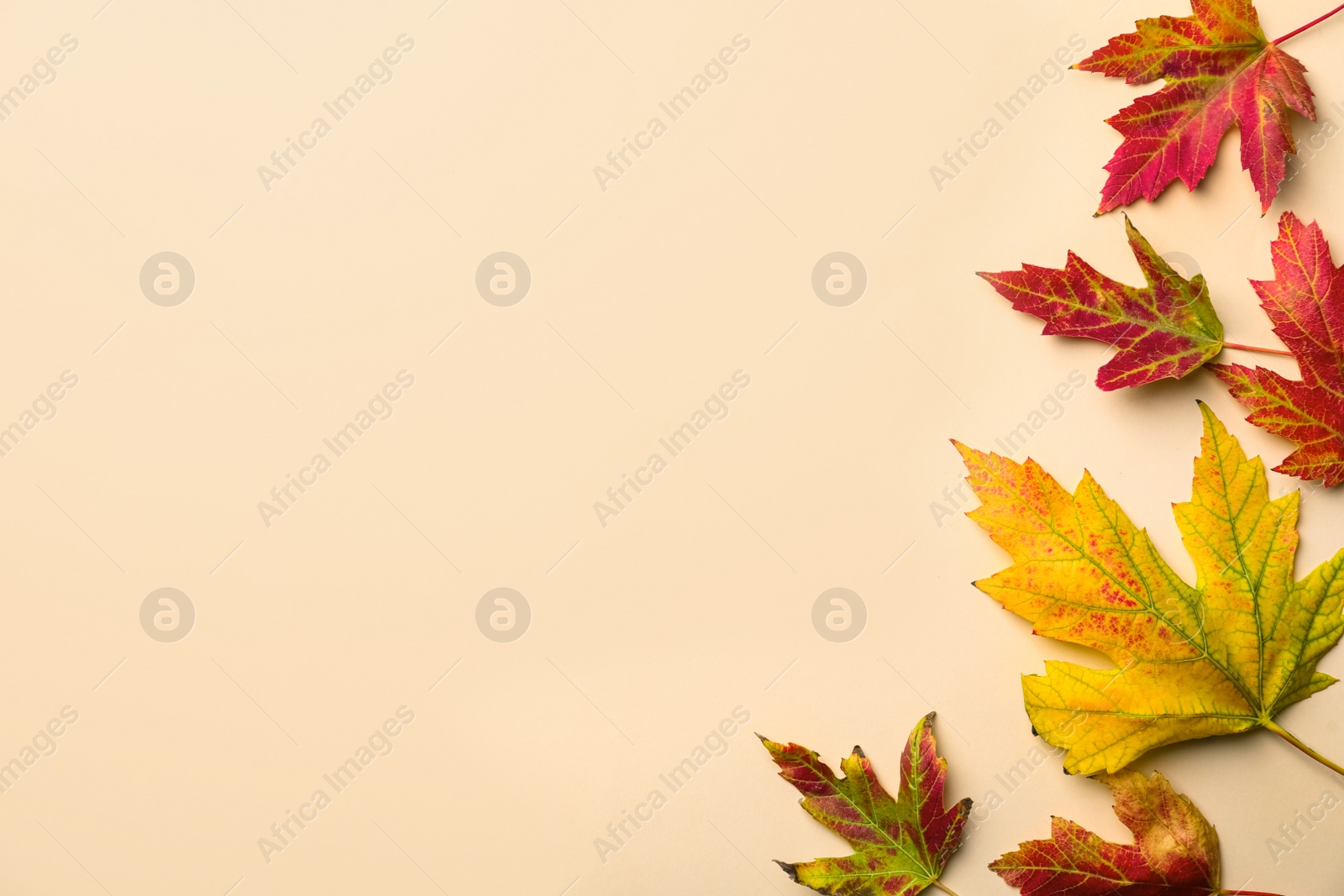 Photo of Colorful autumn leaves on beige background, flat lay. Space for text