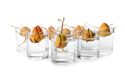 Glasses with sprouting avocado pits on white background