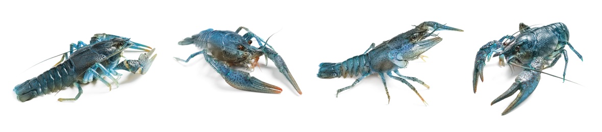 Set of blue crayfishes isolated on white. Banner design 