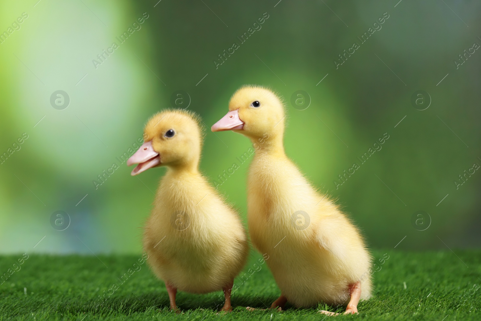 Photo of Cute fluffy ducklings on artificial grass against blurred background, closeup. Baby animals