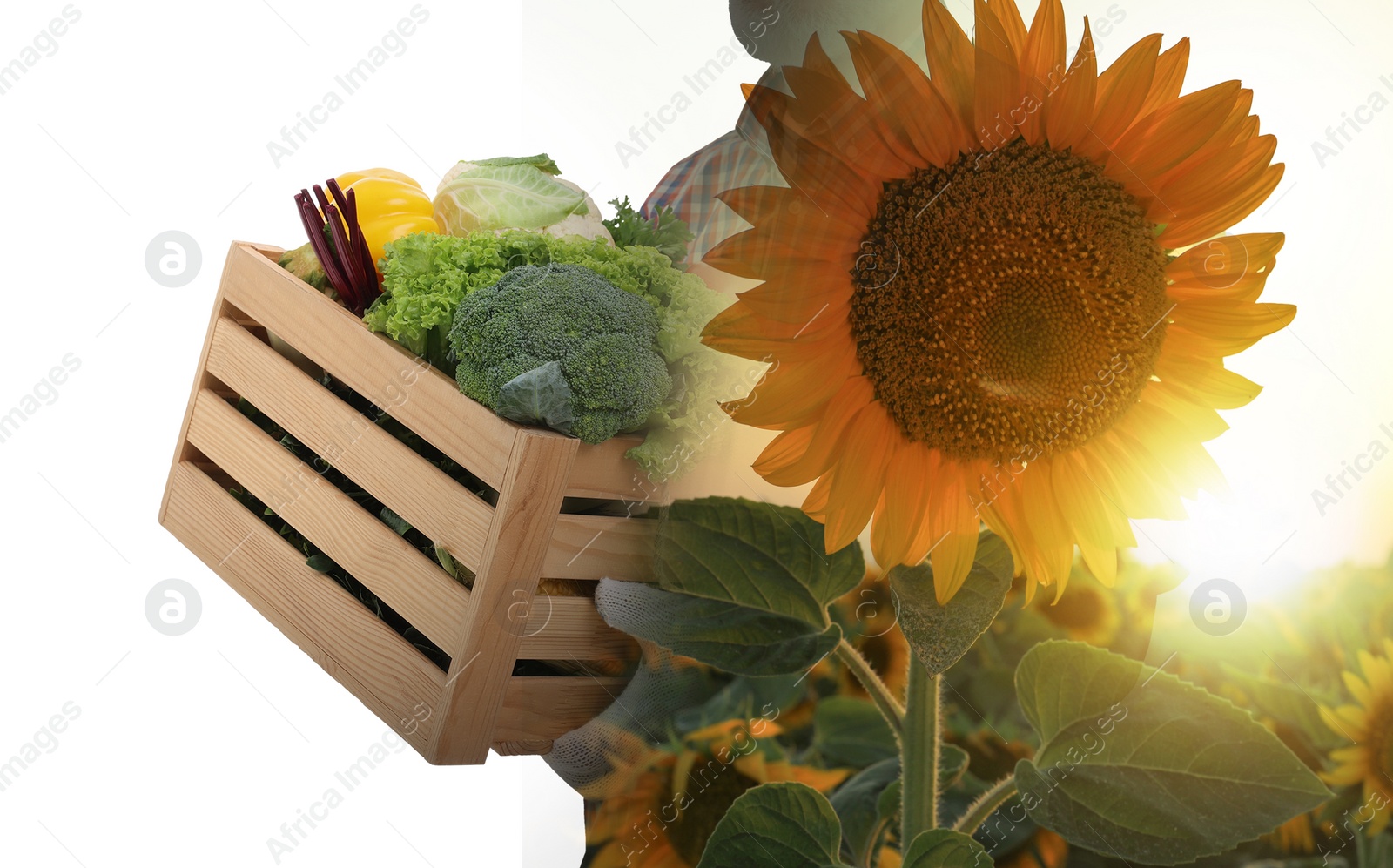 Image of Double exposure of farmer and sunflower field on white background