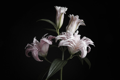 Photo of Beautiful fresh lily flowers on black background. Floral card design with dark vintage effect