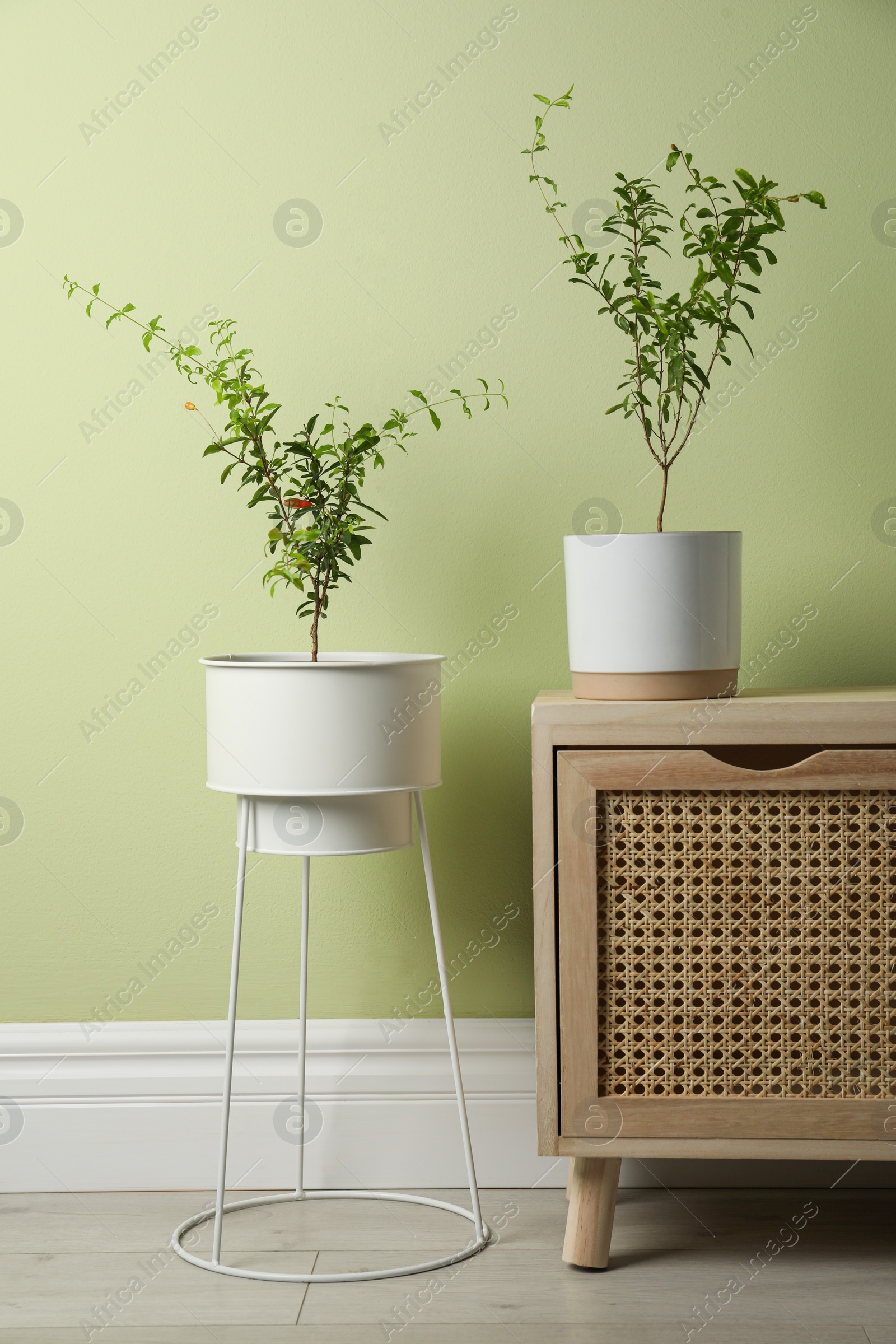 Photo of Potted pomegranate plants near light green wall