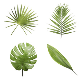 Image of Set of different fresh tropical leaves on white background