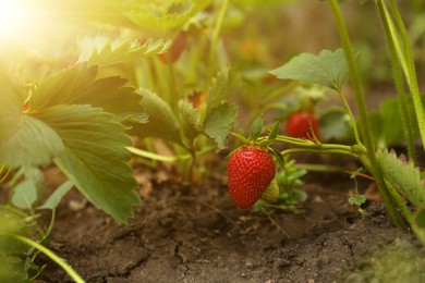 Strawberry plant with ripening berries growing in garden