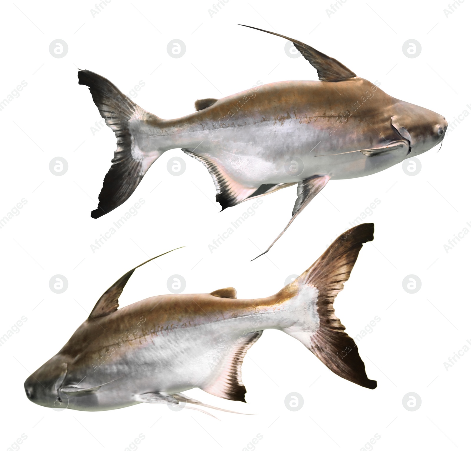 Image of Collage of gaff topsail catfish on white background