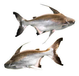 Image of Collage of gaff topsail catfish on white background