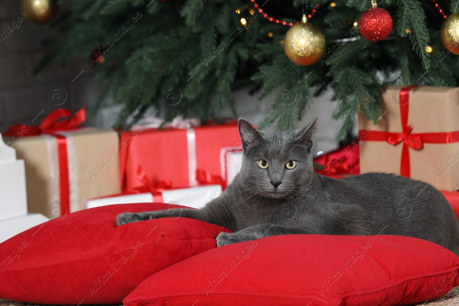 Photo of Cute cat on pillows near gift boxes and Christmas tree at home. Space for text