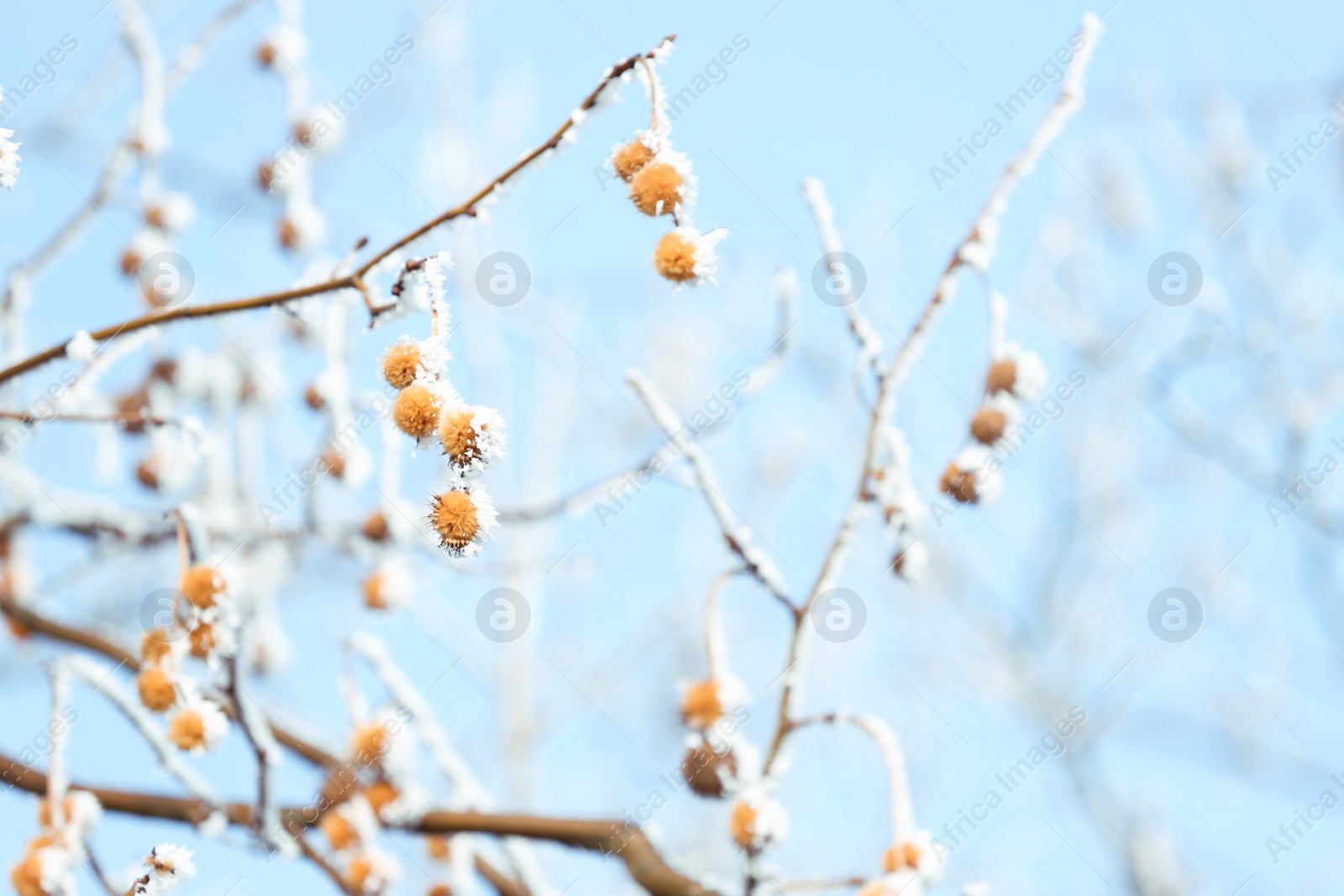 Photo of Tree branches covered with hoarfrost against blue sky in early winter morning