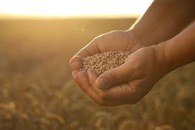 Photo of Man holding handful of wheat grains in field on sunny day, closeup. Space for text
