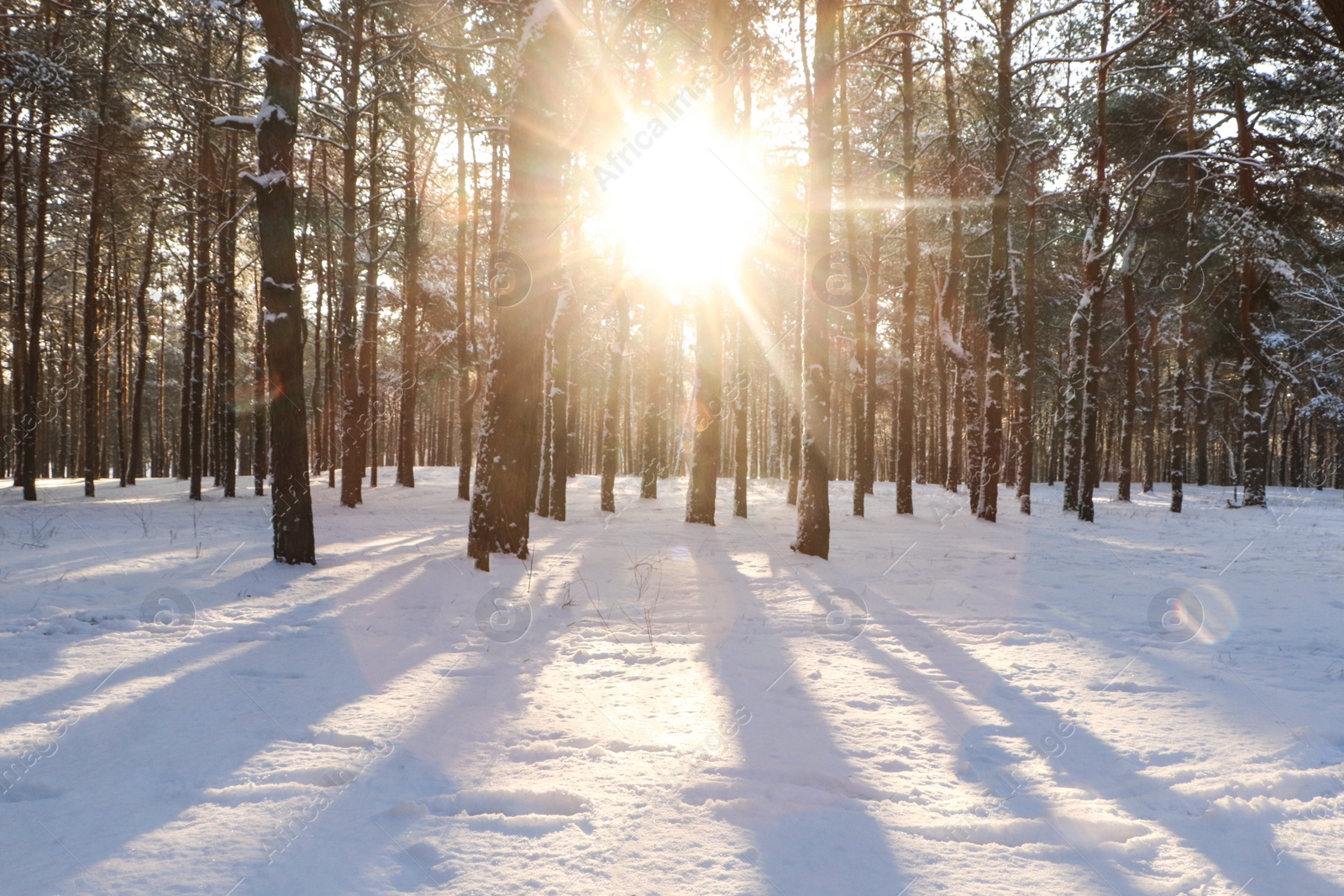 Photo of Picturesque view of snowy pine forest in winter morning