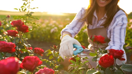 Photo of Woman pruning rose bush outdoors, closeup. Gardening tool