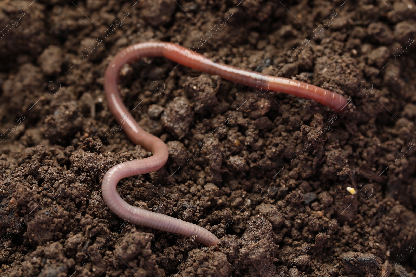 Photo of One earthworm on wet soil, closeup view