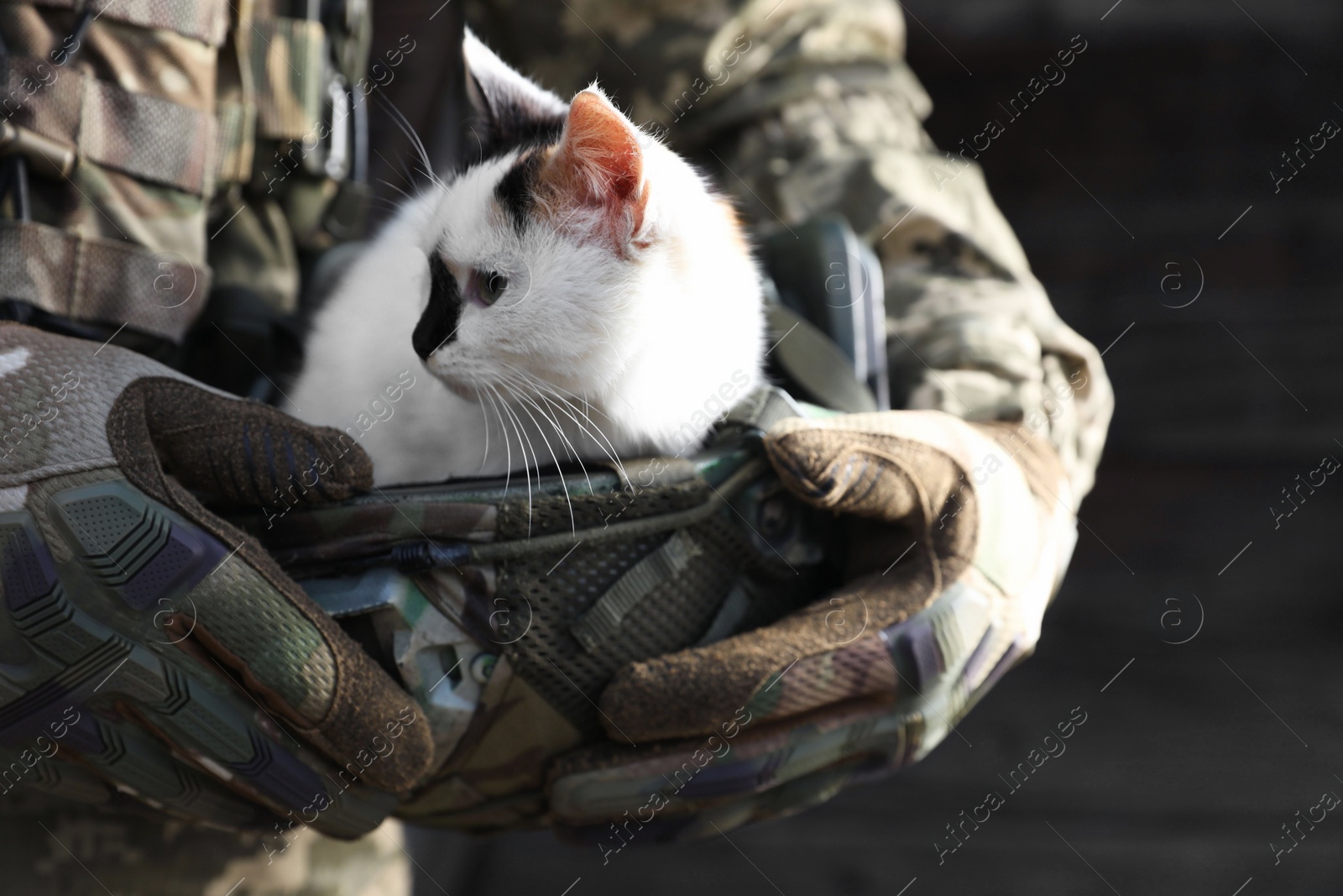 Photo of Soldier rescuing animal. Little stray cat sitting in helmet, closeup