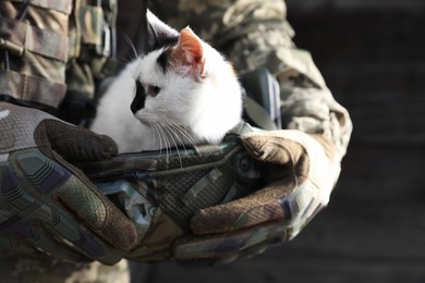 Photo of Soldier rescuing animal. Little stray cat sitting in helmet, closeup