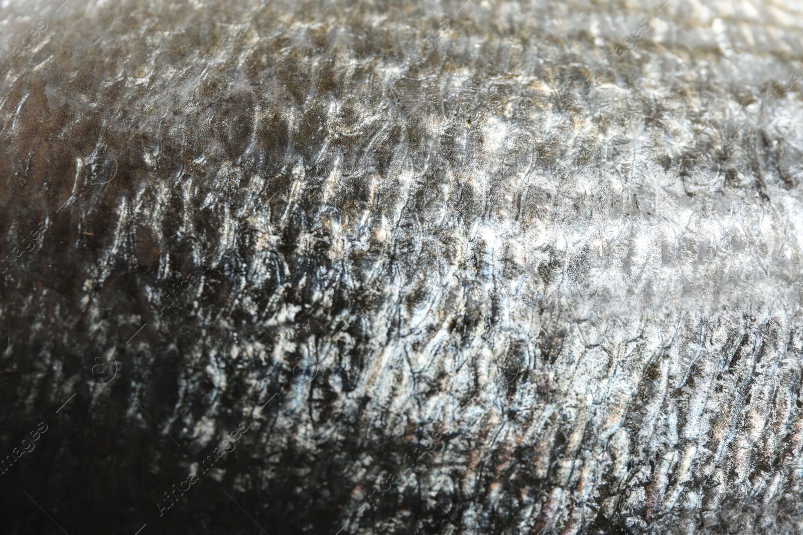 Photo of Raw dorada fish scale as background, closeup