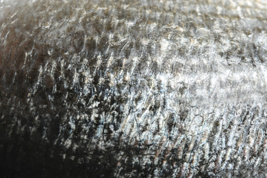 Raw dorada fish scale as background, closeup