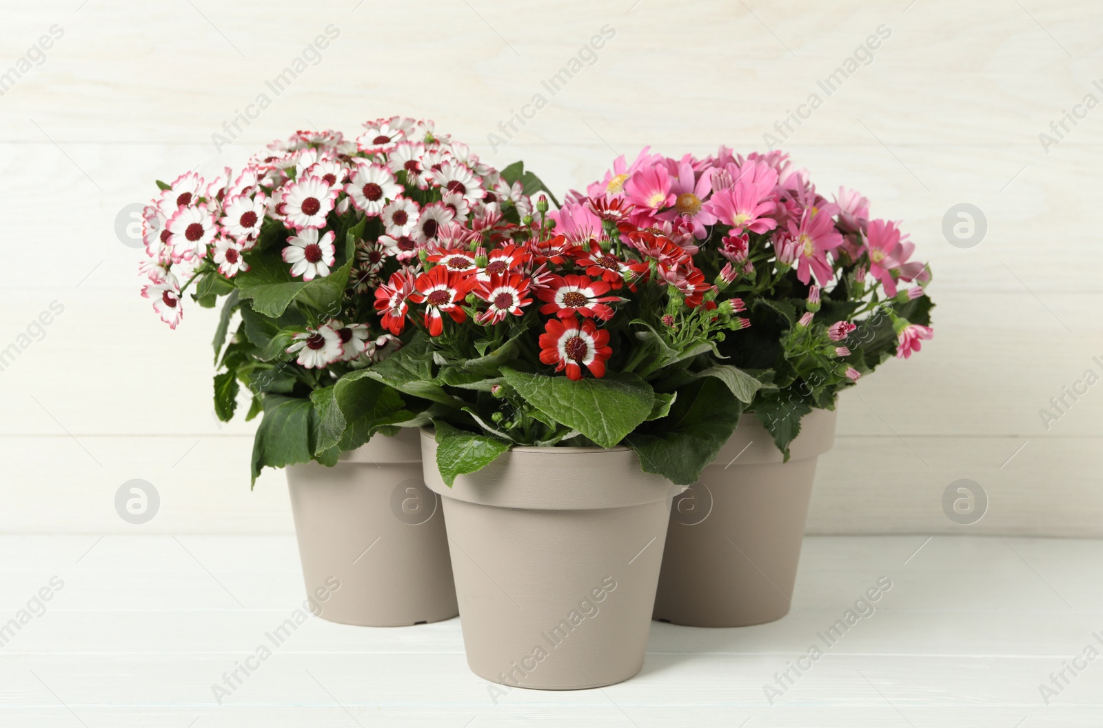Photo of Different cineraria plants in flower pots on white table