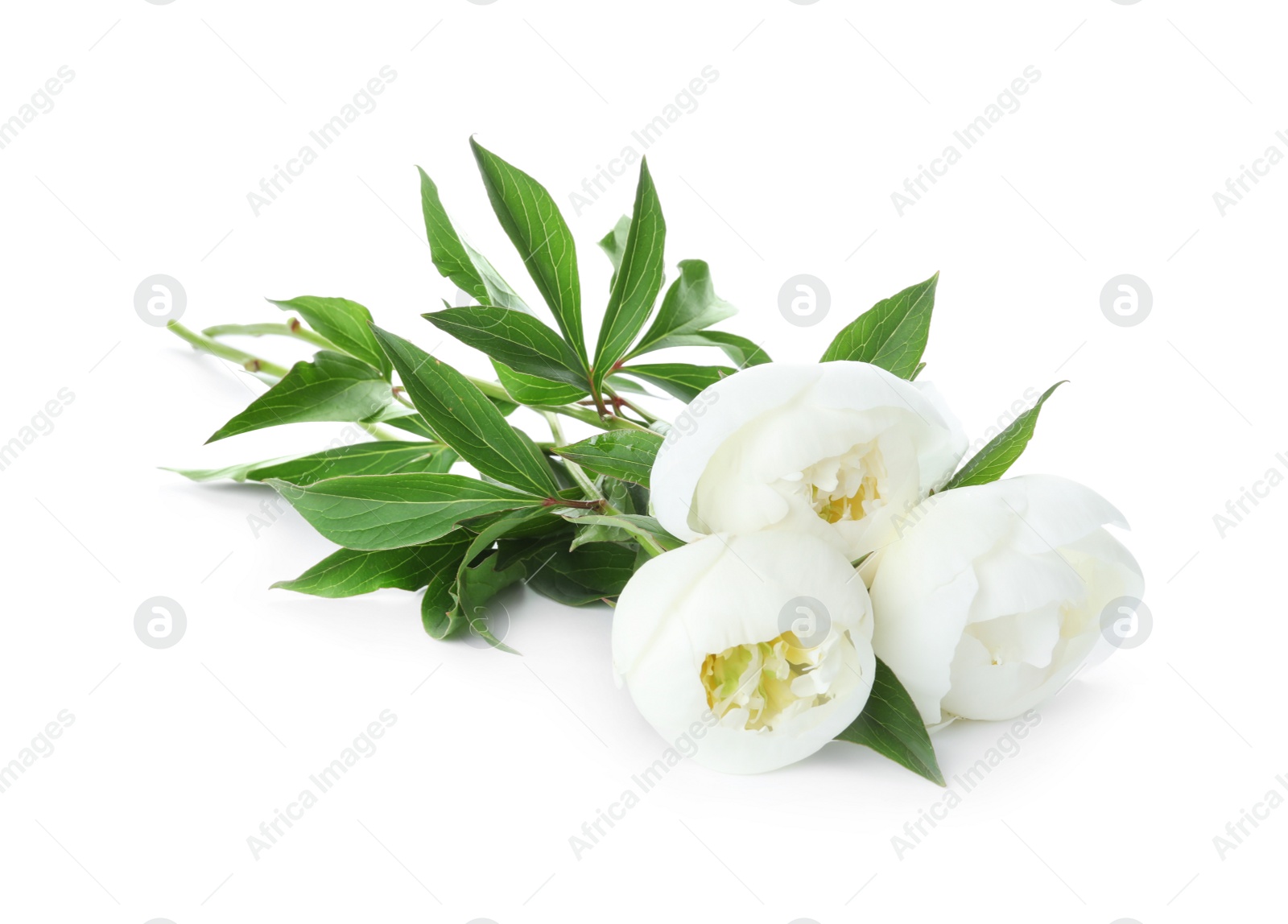 Photo of Beautiful blooming peony flowers isolated on white