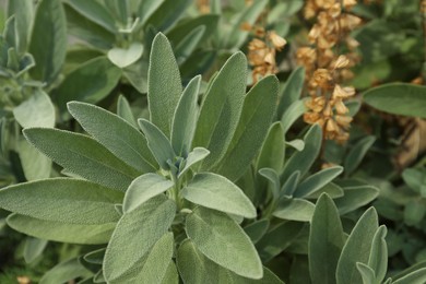 Photo of Beautiful sage with green leaves growing outdoors, closeup