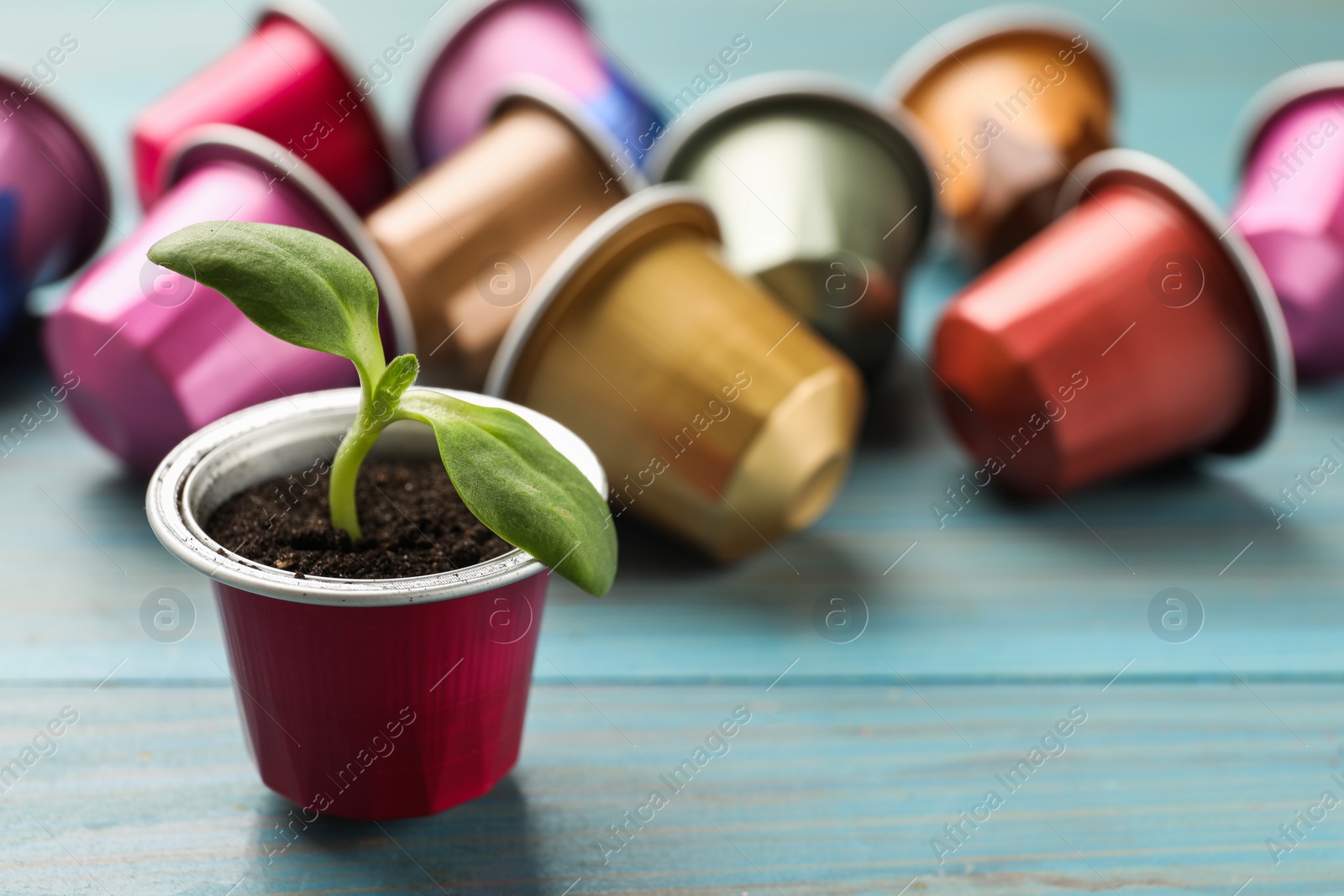 Photo of Coffee capsules and seedling on light blue wooden table, closeup. Space for text