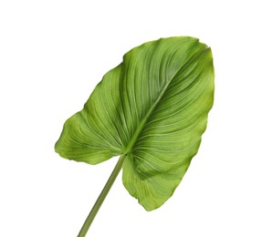 Photo of Beautiful green calla lily leaf on white background