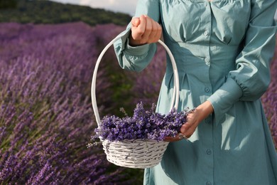 Woman with wicker basket in lavender field, closeup. Space for text