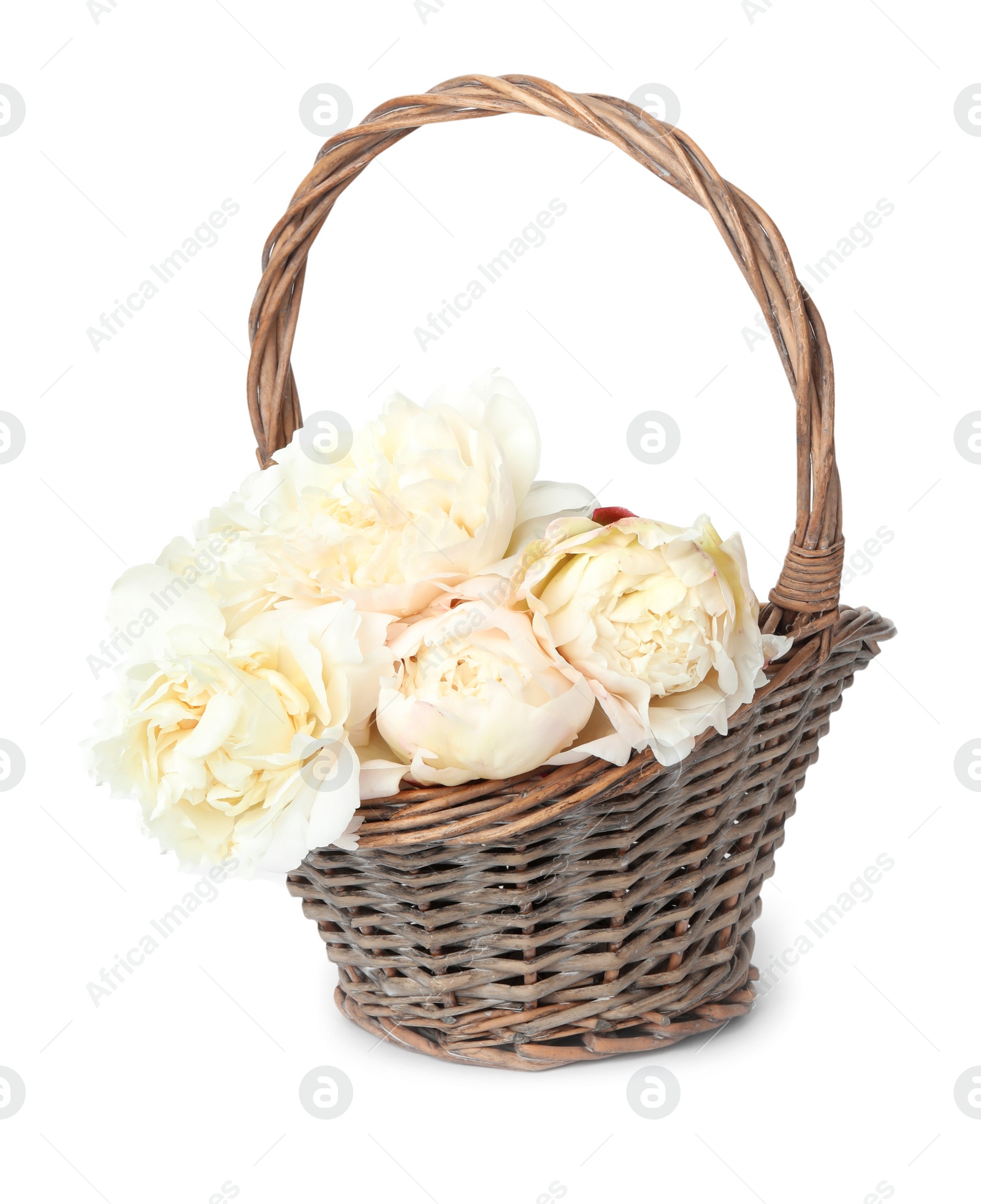 Photo of Beautiful peonies in wicker basket isolated on white