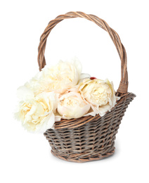 Photo of Beautiful peonies in wicker basket isolated on white