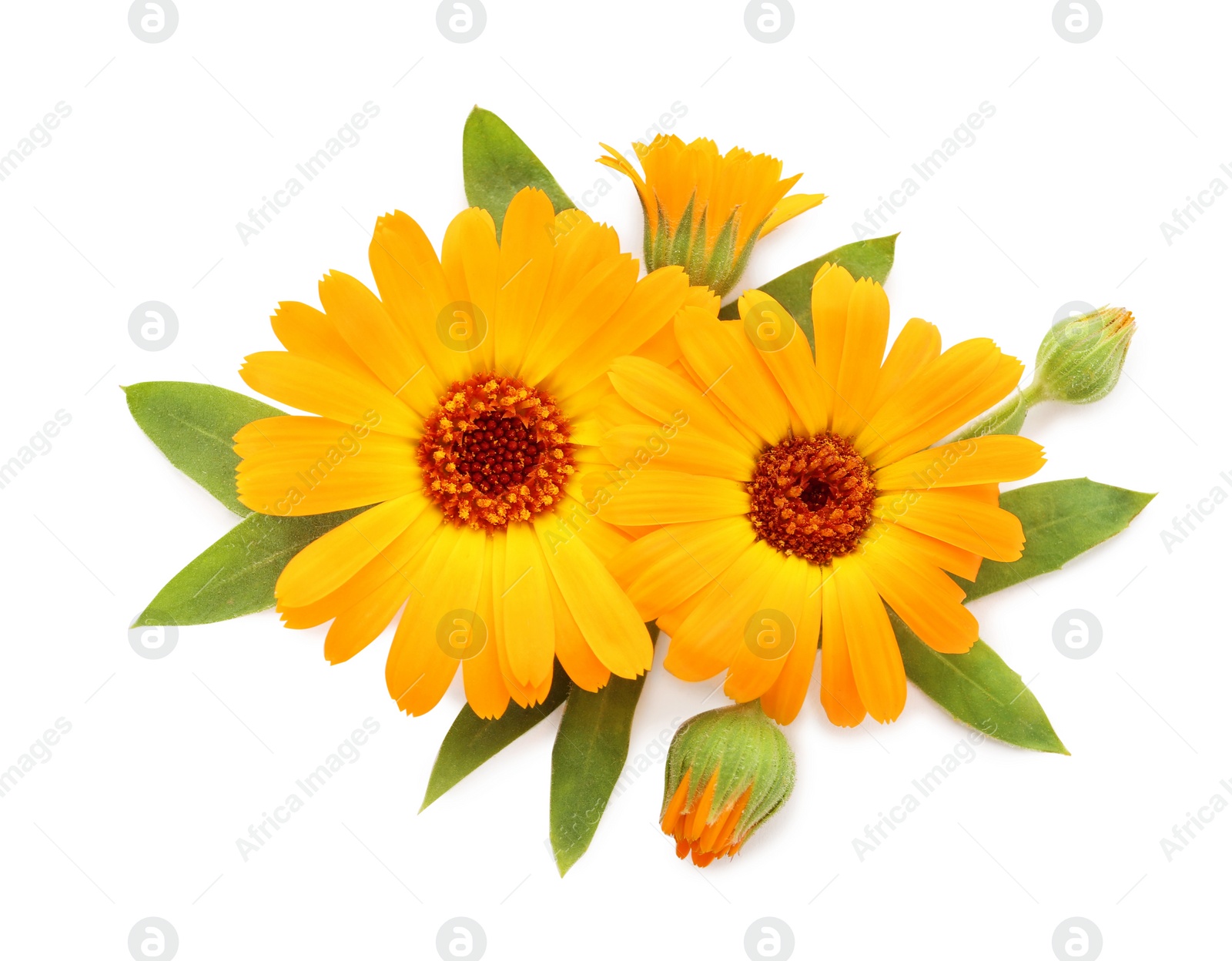 Photo of Beautiful calendula flowers with green leaves on white background, top view