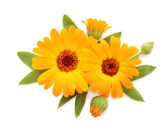 Photo of Beautiful calendula flowers with green leaves on white background, top view