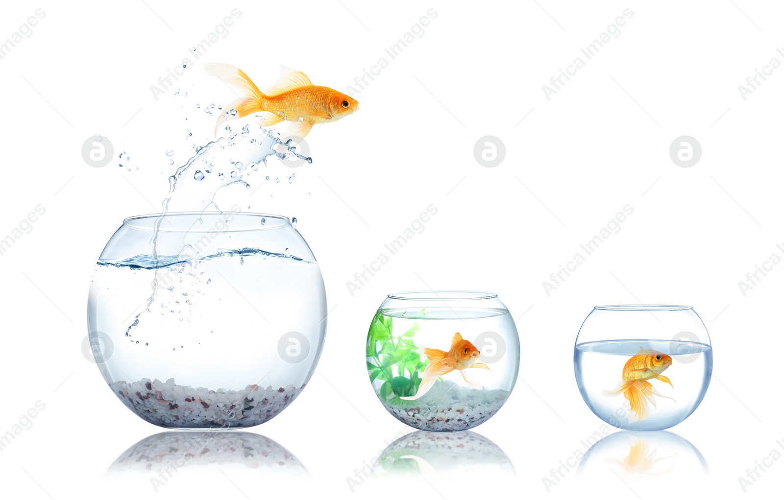 Image of Beautiful bright goldfish jumping out of water on white background