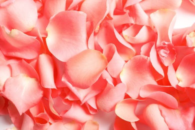 Beautiful rose petals as background