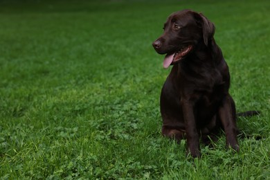 Adorable Labrador Retriever dog sitting on green grass in park, space for text