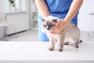 Young veterinarian examining cat on table in clinic