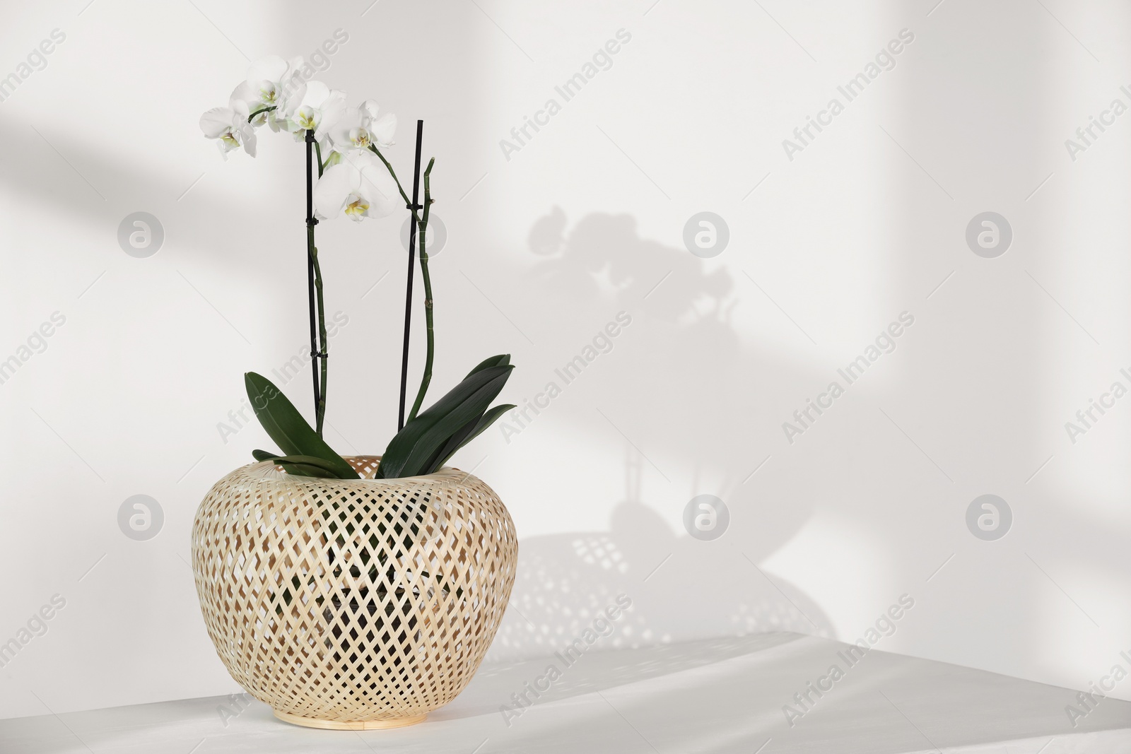 Photo of Blooming orchid flower in pot on white table near wall, space for text