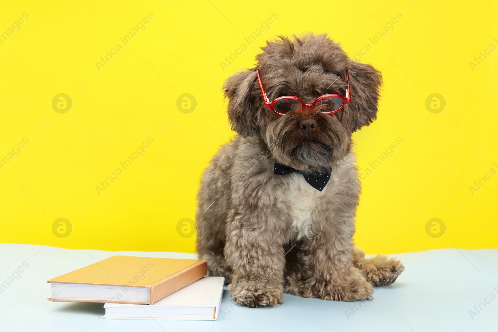 Photo of Cute Maltipoo dog with books wearing glasses on white table against yellow background. Lovely pet