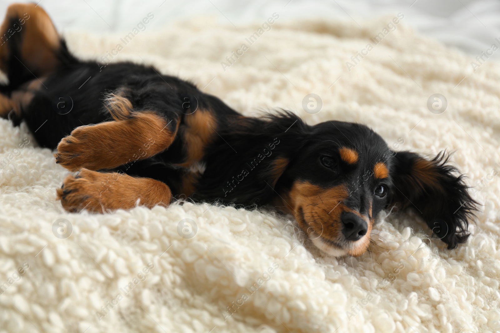 Photo of Cute dog relaxing on fluffy rug at home. Friendly pet