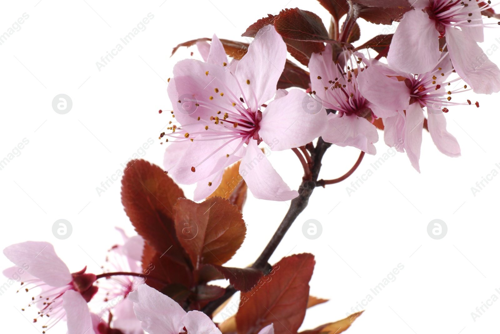 Photo of Spring tree branch with beautiful blossoms isolated on white